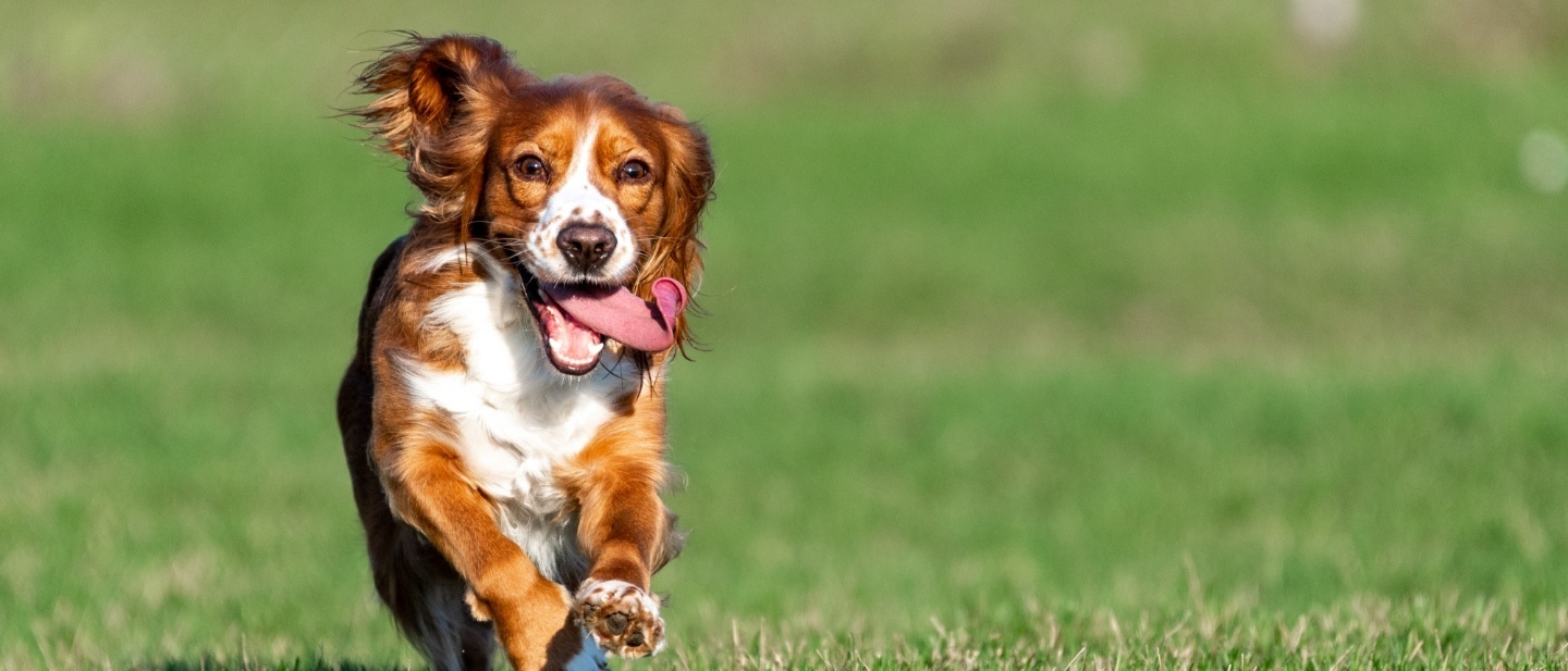 Tips for Dog Exercise