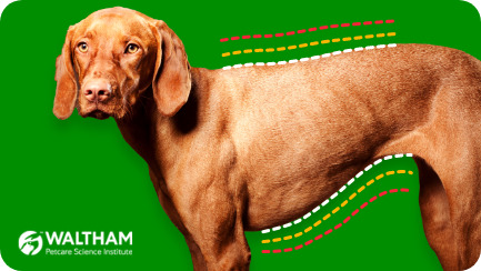 Dog Weight: Know The Ideal Weight For Your Dog - IAMS Malaysia